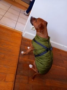 PetGishi™ Dog jacket With Built-in Harness photo review