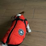 PetGishi™ Calming Dog jacket With Built-in Harness photo review