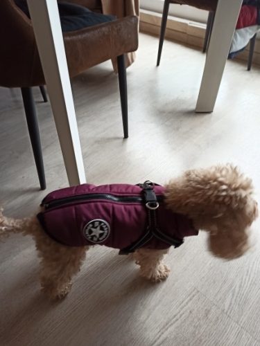 PetGishi™ Dog jacket With Built-in Harness photo review
