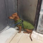 PetGishi™ Dog jacket With Built-in Harness photo review
