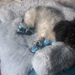 Pupniture&trade; Protector Calming Pet Bed photo review