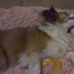 Pupniture™ Protector Calming Pet Bed photo review