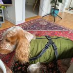 PetGishi™ Dog jacket With Built-in Harness photo review