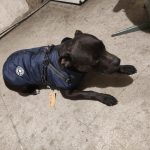 PetGishi™ Dog jacket With Built-in Harness photo review