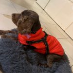 PetGishi™ Calming Dog jacket With Built-in Harness photo review