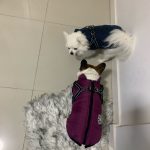 PetGishi™ Dog jacket With Built-in Harness photo review