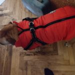 PetGishi™ Dog jacket With Built-in Harness photo review