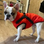 PetGishi™ Dog jacket With Built-in Harness photo review