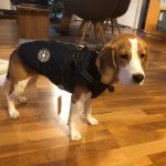 PetGishi™ Dog jacket With Built-in Harness photo review