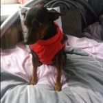 PetGishi™ Dog jacket With Built-in Harness photo review