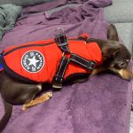 PetGishi™ Dog jacket With Built-in Harness photo review