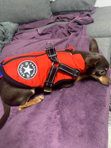 Click to view full screen PetGishi™ Dog jacket With Built-in Harness photo review