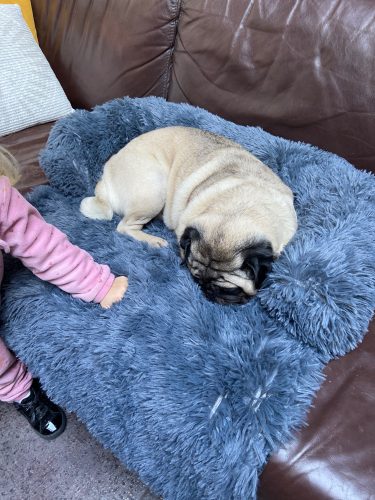 Pupniture&trade; Protector Calming Pet Bed photo review