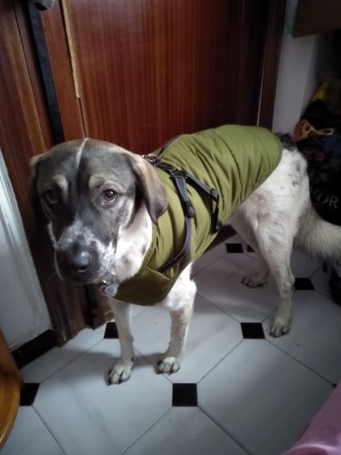 PetGishi™ Dog jacket With Built-in Harness photo review