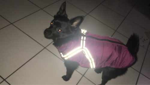 PetGishi™ Dog jacket With Built-in Harness photo review