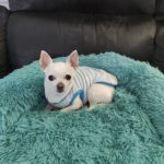 Pupniture™ Protector Calming Pet Bed photo review