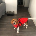 PetGishi™ Dog jacket With Built-in Harness photo review
