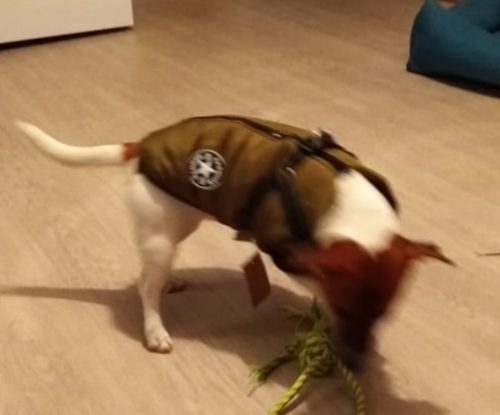 PetGishi™ Dog jacket With Built-in Harness photo review