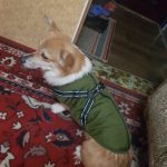 PetGishi™ Dog jacket With Built-in Harness photo review