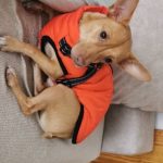 PetGishi™ Calming Dog jacket With Built-in Harness photo review