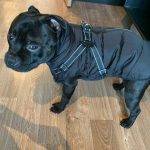 PetGishi™ Dog jacket With Built-in Harness photo review