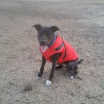 PetGishi™ Dog jacket With Built-in Harness photo review