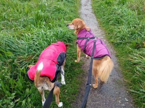 Click to view full screen PetGishi™ Calming Dog jacket With Built-in Harness photo review