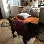 PetGishi™ Dog jacket With Built-in Harness photo review