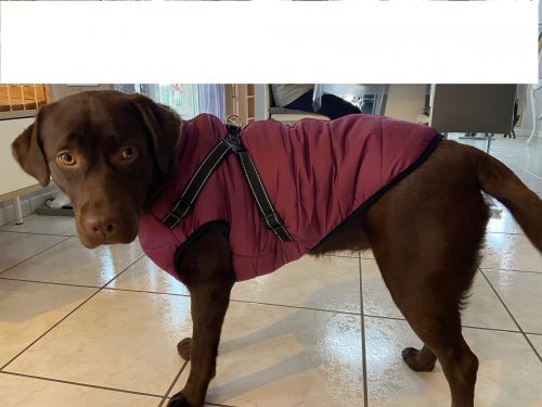 Click to view full screen PetGishi™ Calming Dog jacket With Built-in Harness photo review