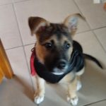 PetGishi™ Dog jacket With Built-in Harness photo review