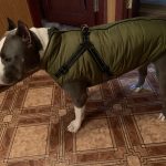 PetGishi™ Dog jacket With Built-in Harness photo review