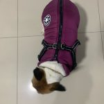 PetGishi™ Dog jacket With Built-in Harness photo review
