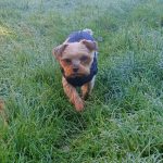 PetGishi™ Dog jacket With Built-in Harness photo review