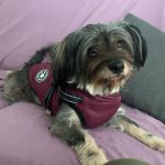 PetGishi™ Dog jacket With Built-in Harness photo review