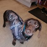 PetGishi™ Dog jacket With Built-in Harness photo review