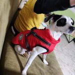 PetGishi™ Dog jacket With Built-in Harness photo review