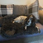 Pupniture™ Protector Calming Pet Bed photo review