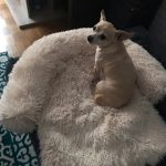 Pupniture™ Protector Calming Pet Bed photo review