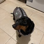 PetGishi™ Dog jacket With Built-in Harness photo review