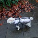 PetGishi™ Dog jacket With Built-in Harness photo review