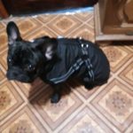 PetGishi™ Dog jacket With Built-in Harness photo review