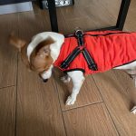 PetGishi™ Calming Dog jacket With Built-in Harness photo review