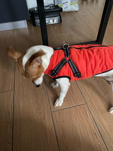 Click to view full screen PetGishi™ Calming Dog jacket With Built-in Harness photo review