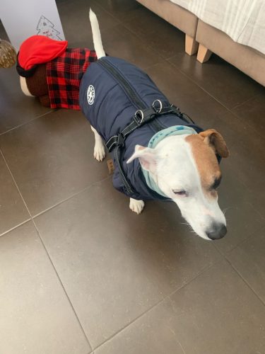 PetGishi™ Dog jacket With Built-in Harness photo review
