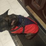 PetGishi™ Dog jacket With Built-in Harness photo review
