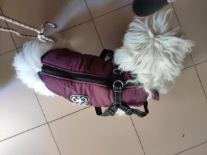 PetGishi™ Dog jacket With Built-in Harness photo review