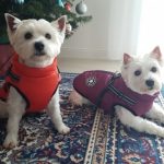 PetGishi™ Dog jacket With Built-in Harness photo review
