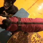 PetGishi™ Dog jacket With Built-in Harness photo review