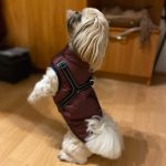 PetGishi™ Dog jacket With Built-in Harness photo review