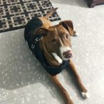 PetGishi™ Dog jacket With Built-in Harness photo review